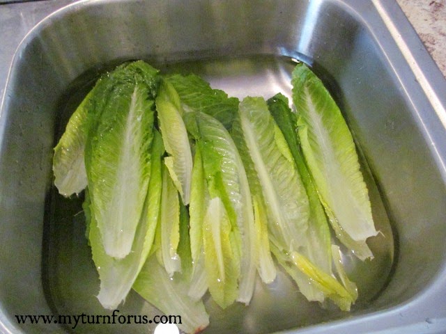 fresh lettuce in sink of water