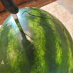 Whale Watermelon
