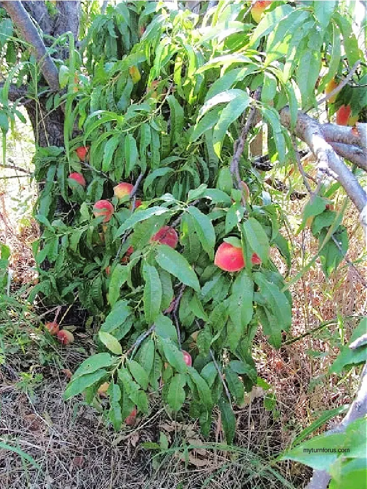 peach tree