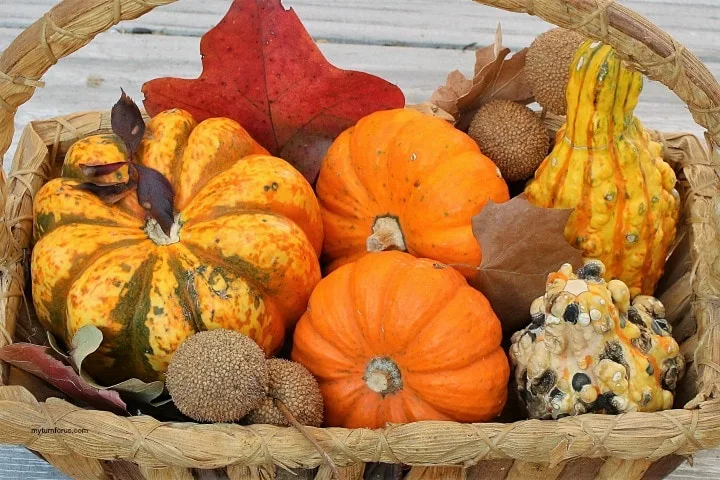 decorating for Fall on a budge