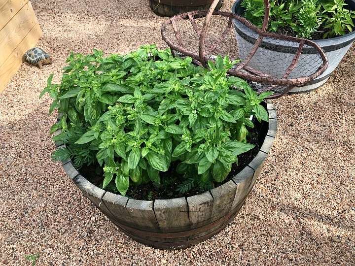 growing basil in a half whiskey barrel 