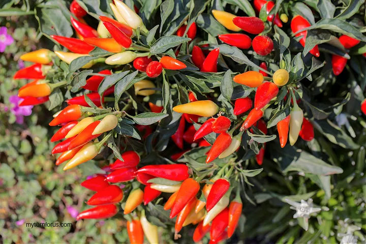 hot pepper plant