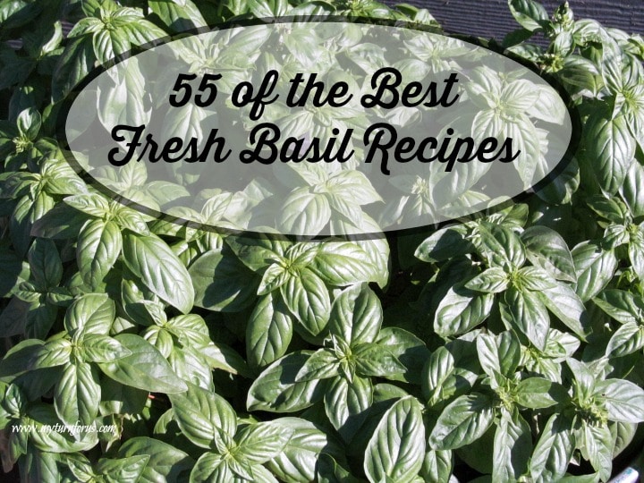 Sweet basil recipes that use fresh basil