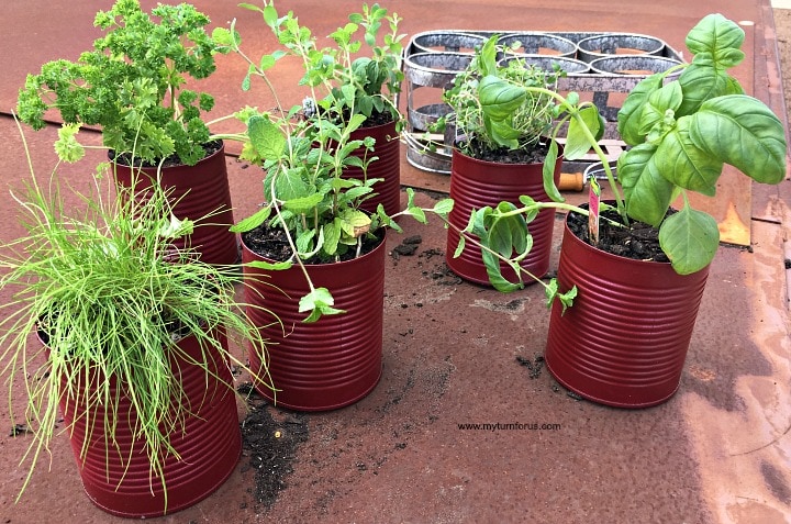 Plants for indoor herb garden kit