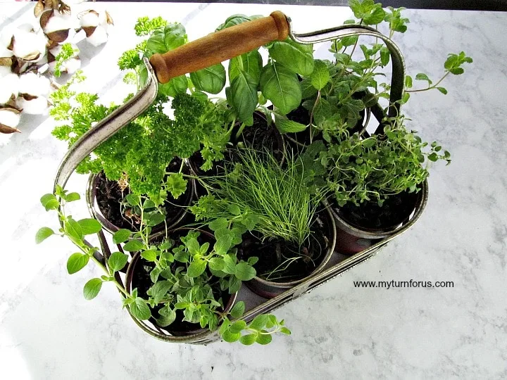 DIY Indoor Herb Garden kit