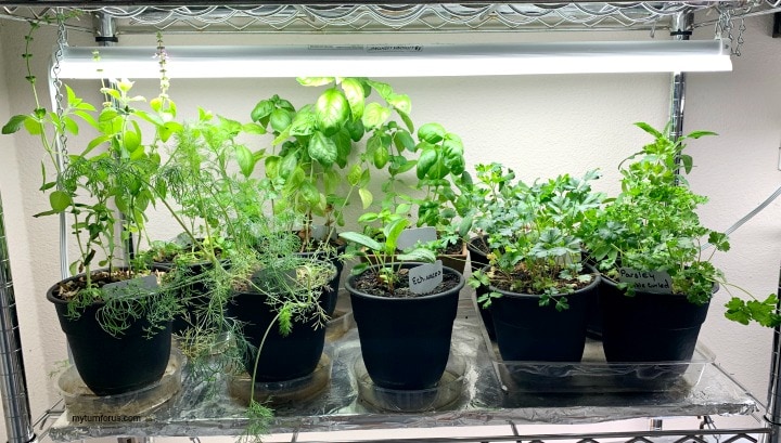 Successful Indoor Herb Garden, How To Grow An Indoor Herb Garden