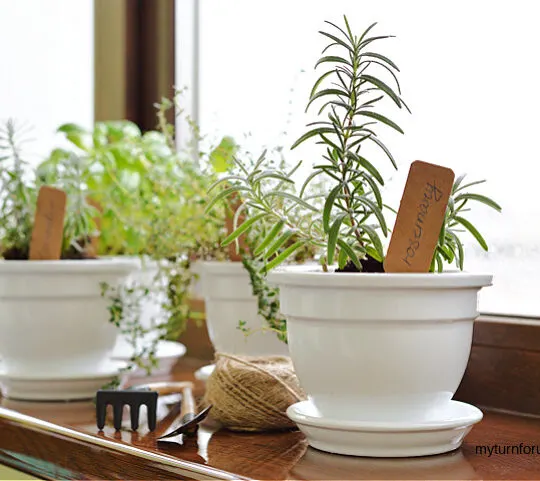 indoor herb garden in window