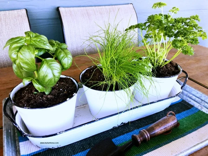 Tips for Herb gardening for beginners