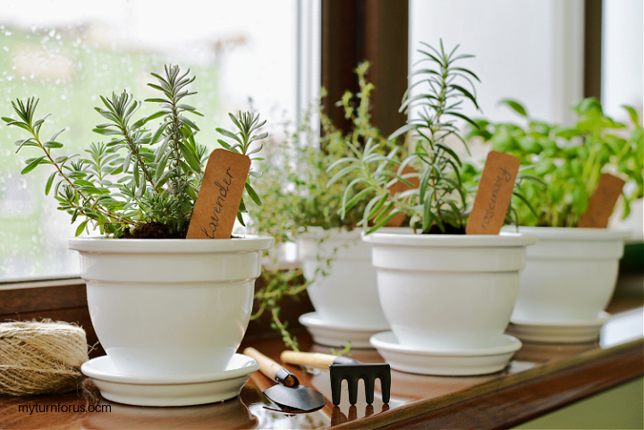 Tips on an indoor herb garden