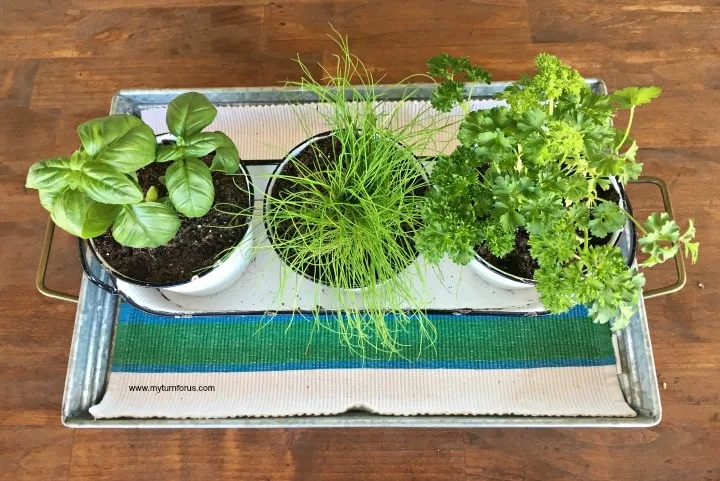 Best indoor herb garden