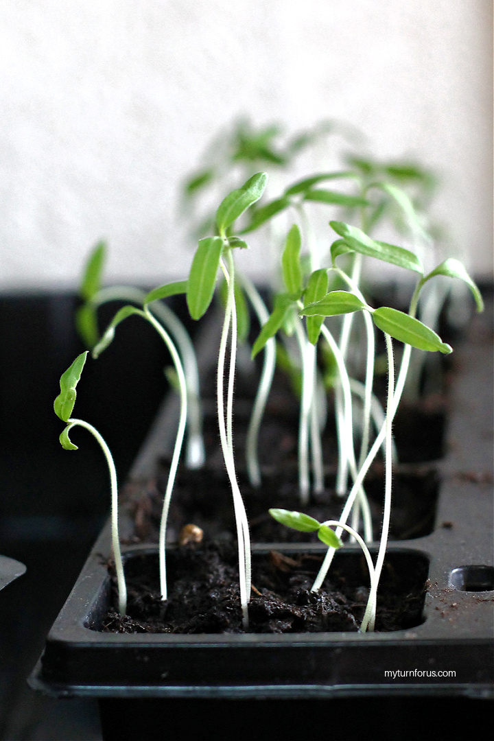 Growing an indoor Herb Garden