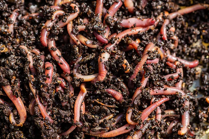 why compost Vermicomposting