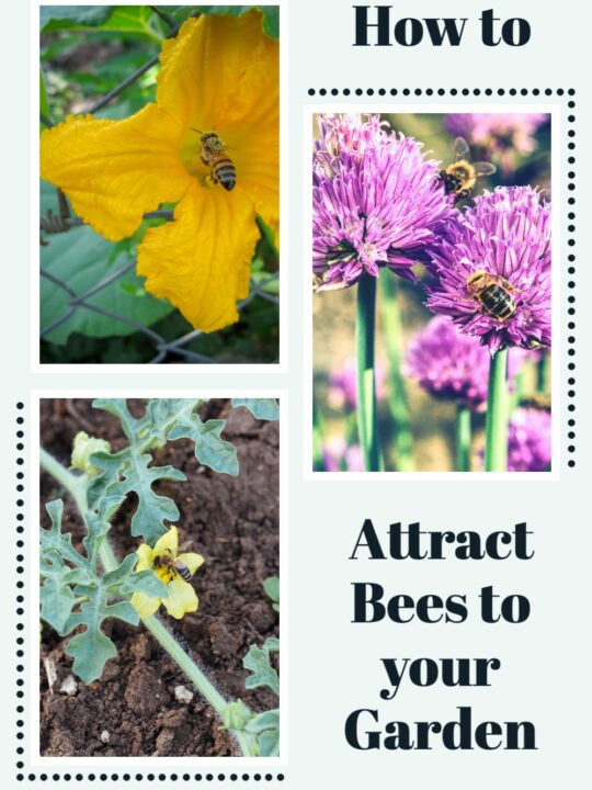How do you attract more bees to your garden? You build a mason bee house and a DIY bee bath plus plant top 10 flowers for bees in your yard.