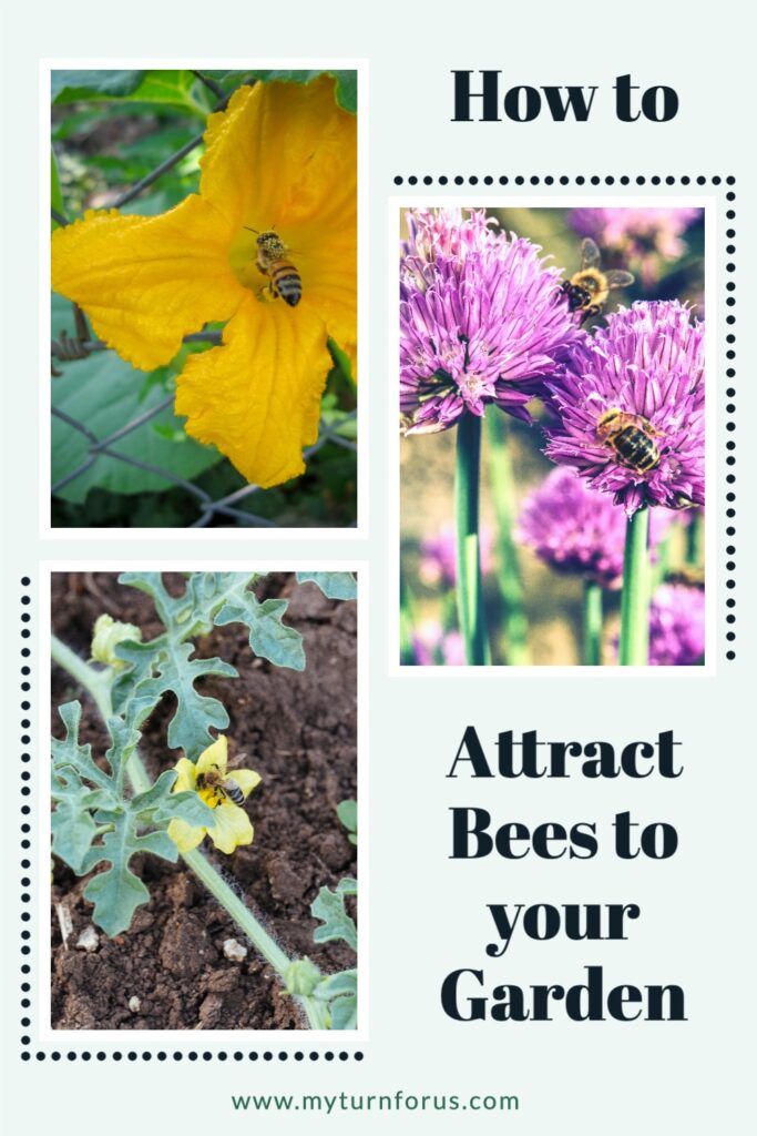 How to Attract Bees to your Garden My Turn for Us