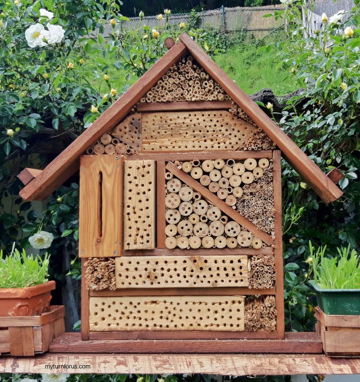 beneficial bug house
