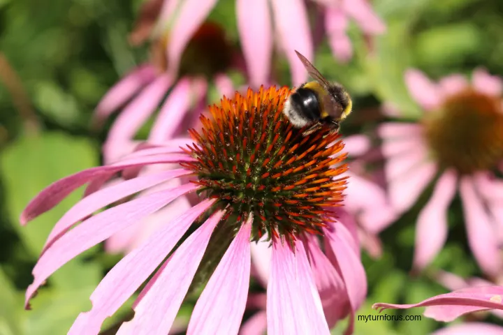  echinacea is top 10 flowers for bees