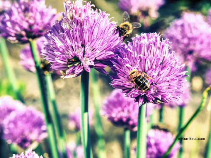 Bees in Chives blooms and top 10 flowers for bees