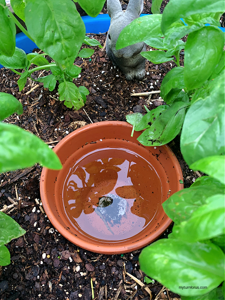 homemade ollas, olla watering pot