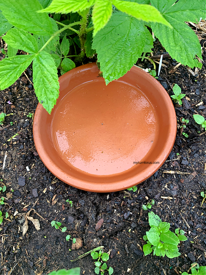 olla watering pot